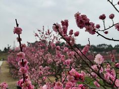 -秀丽东方