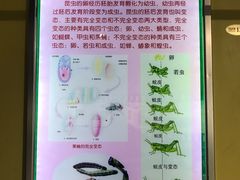 -上海昆虫博物馆