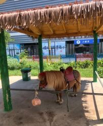 点击看大图 -萌宠亲子动物乐园(槐房万达店)