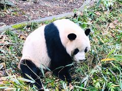 -都江堰中华大熊猫苑