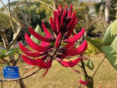-中国科学院西双版纳热带植物园