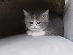 -欣宠猫屋·矮脚拿破仑·蓝金金渐层