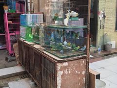 -武汉花鸟市场