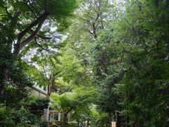 -井之头恩赐公园