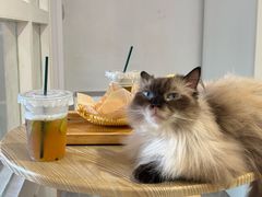 -楼上猫咖(罗湖店)
