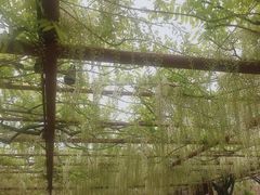-嘉定紫藤园