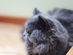 -猫和宫(六道口店)