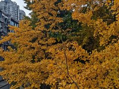 -四川大学(望江校区)