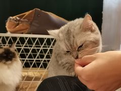 -猫儿山۰猫主题餐厅