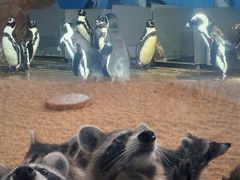 -海合安武汉极地海洋公园