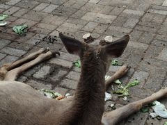 -长白岛森林公园