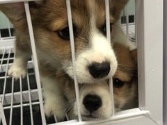 -FAELING PETS美天灵宠物(富力广场店)