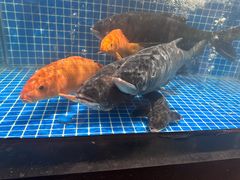 -许爷家·生态湖鲜(徐汇日月光店)