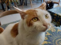 -平行世界·猫咖(首经贸店)
