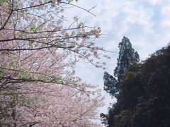 -武汉大学-樱园