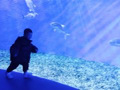 -哈尔滨波塞冬海底世界