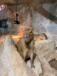 -Zoolung Zoolung动物主题公园(海信广场店)