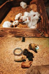 -酷嗒动物文化乐园(cutezoo西溪乐天城店)