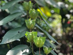 -广州神农草堂中医药博物馆