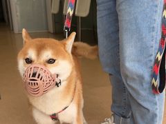 -瑞派·关忠动物医院·猫专科·犬专科(三环新城店)