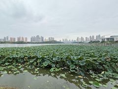 -月湖风景区