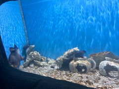 -芜湖新华联大白鲸海洋公园