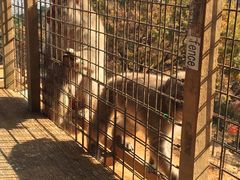 -岚山猴子公园