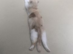 -藏猫猫咖啡主题馆(中央大道店)