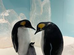 -上海海洋水族馆