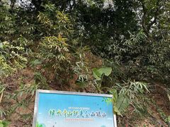 -火炉山森林公园