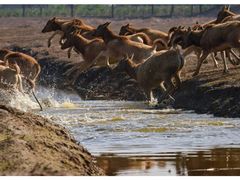-盐城丹顶鹤湿地生态旅游区