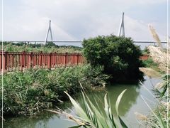 -芒洲湿地公园