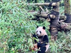 -都江堰中华大熊猫苑