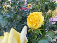 -人民公园(罗湖区)