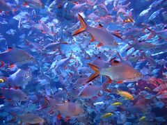 -成都浩海立方海洋公园