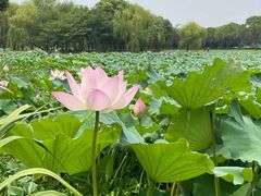-无锡蠡湖国家湿地公园-蠡园