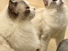 -有喵·猫咖·狗咖·30几只猫10只小狗(岗厦店)