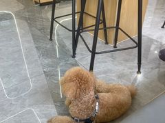 -pd派德宠物中心医院24H急重症·眼科中心·血液透析中心(嵩山北路店)