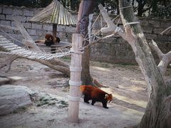 -上海野生动物园