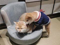 -逗柴咖啡屋·狗咖猫咖宠物桌游