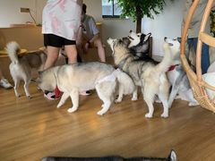 -Husky Go! 哈士奇体验馆·宠物咖啡厅狗咖