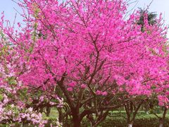 -白塘生态植物园