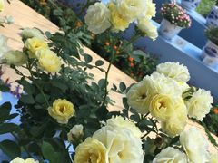 -人民公园(罗湖区)