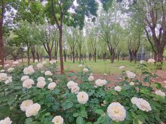 -坝河休闲公园