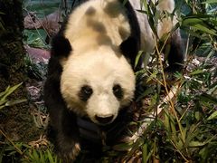 -陕西自然博物馆