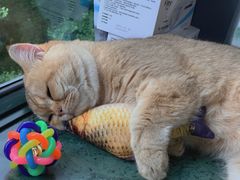 -东方名猫馆·英短金渐层布偶猫舍(环线广场1号楼店)