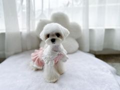 -鑫艺宠物美容培训学校