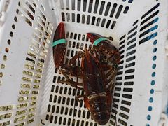 -范饭椰林川湘味海鲜·椰子鸡(三亚湾椰梦长廊店)