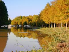 -上海海湾国家森林公园