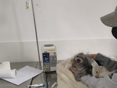 -北京赛佳动物医院